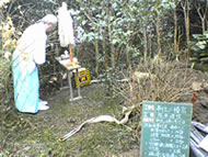 ���C�����{�ł̒Y���̗l�q